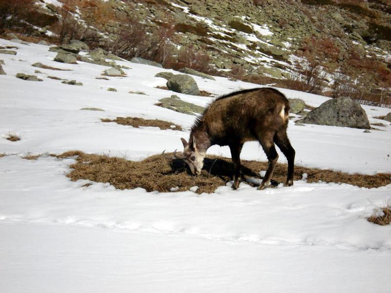 Chalet Eden Eco Hotel, Restaurant & Wellness La Thuile Bagian luar foto